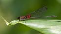 Hetaerina cruentata (Highland Rubyspot) male.jpg